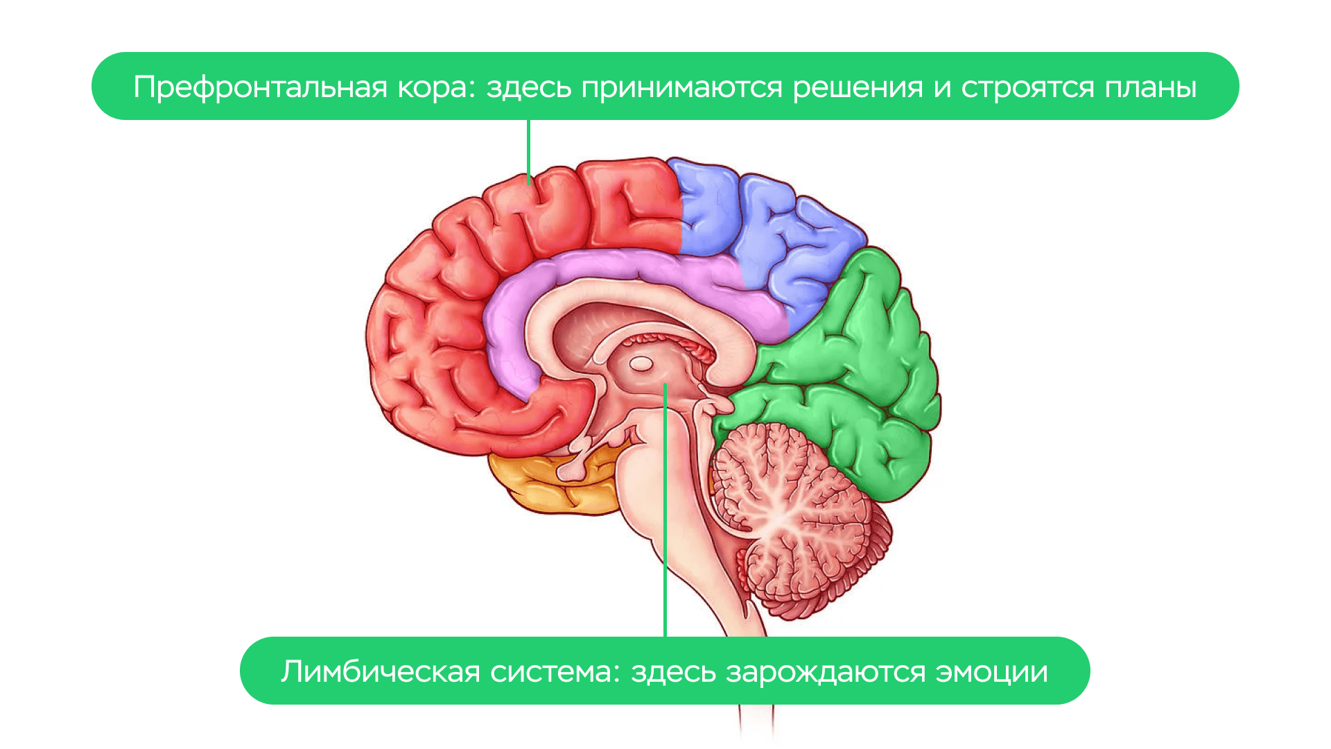 префронтальная кора